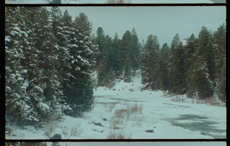 Landscape of a snowy coniferous forest