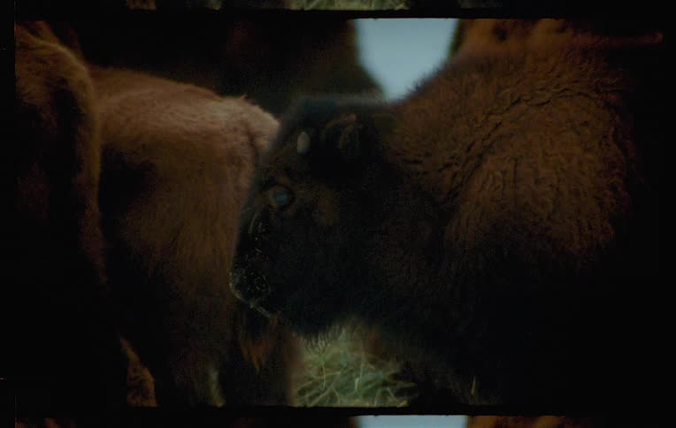 Several large brown bison in a pasture