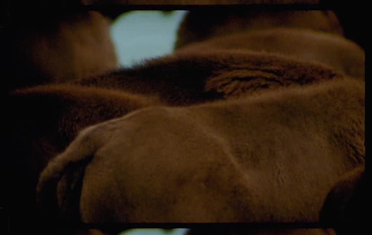 Close up of a group of bison