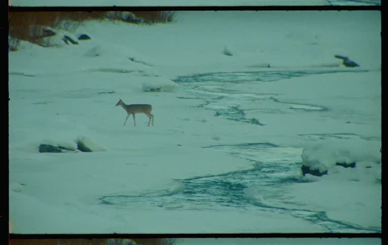 Antelope crossing a small river in a snowy environment