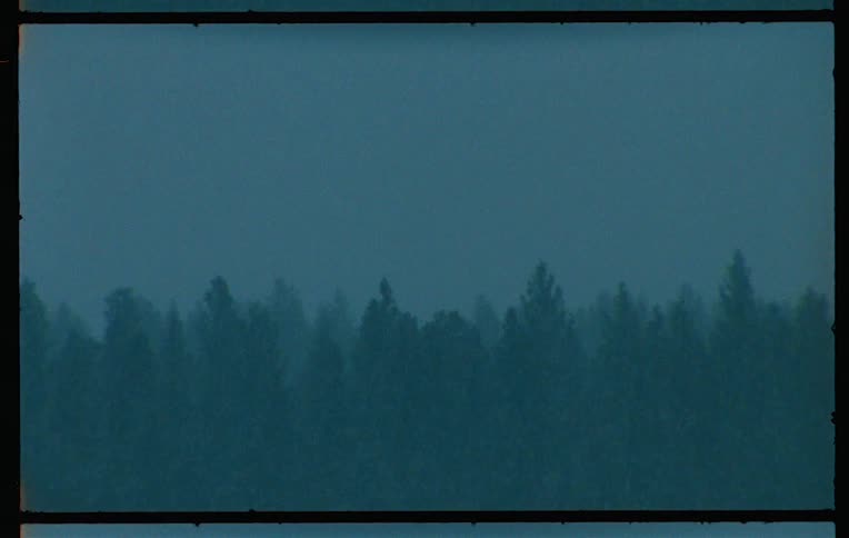Silhouette of trees in a forest on a snowy day