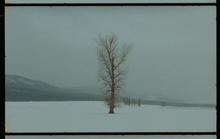 A lone tree in a snowy park