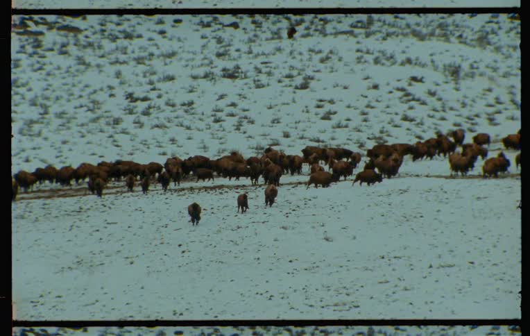 Buffalo herd runs down a snowy slope and across a snow covered plain on a winter day