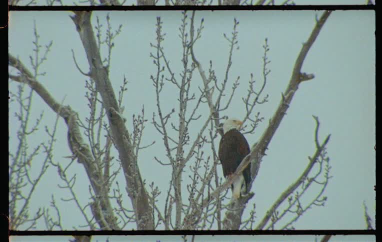 A couple eagles perched in a tree