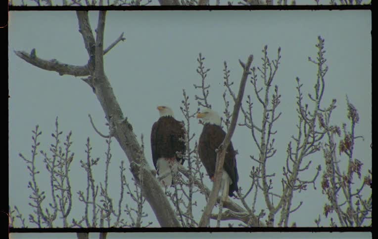 Two bald eagles perched on a tree branch captured on vintage film