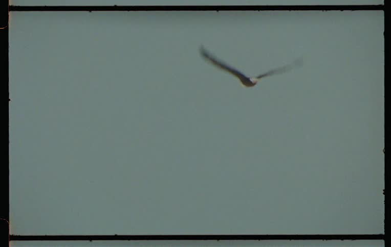 A bird flies across a cloudy sky captured on vintage film