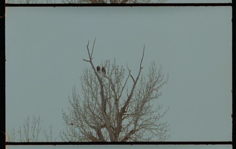 Two birds on top of a dry tree