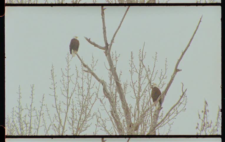 Two eagles on top of dry branches of a tree