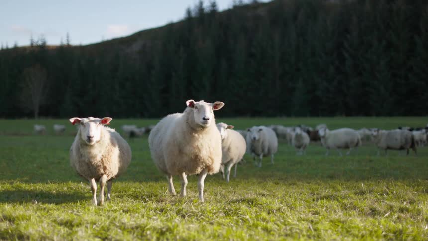 A flock of sheep graze peacefully in a sunlit meadow framed by a lush green forest and rolling hills