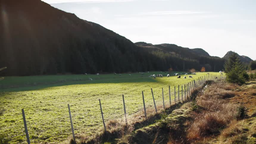Conifers separate a mountain from a pasture occupied by sheep on a sunny day
