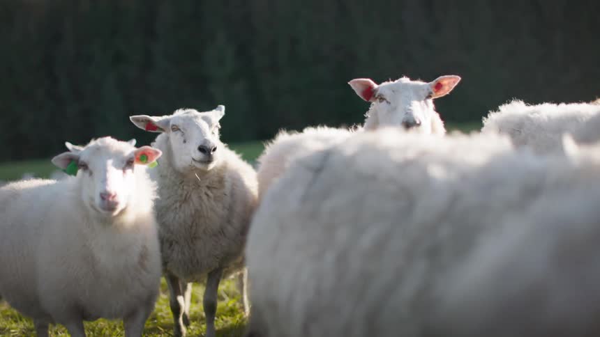 A flock of sheep graze in a field with a few looking directly at the camera