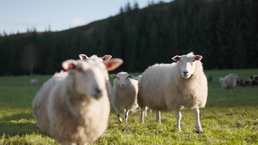 A clip of a flock of white sheeps