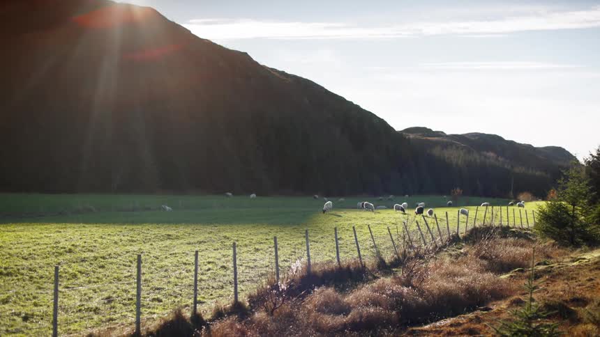 Flock of sheep grazes in a fenced pasture near a mountain on a sunny day