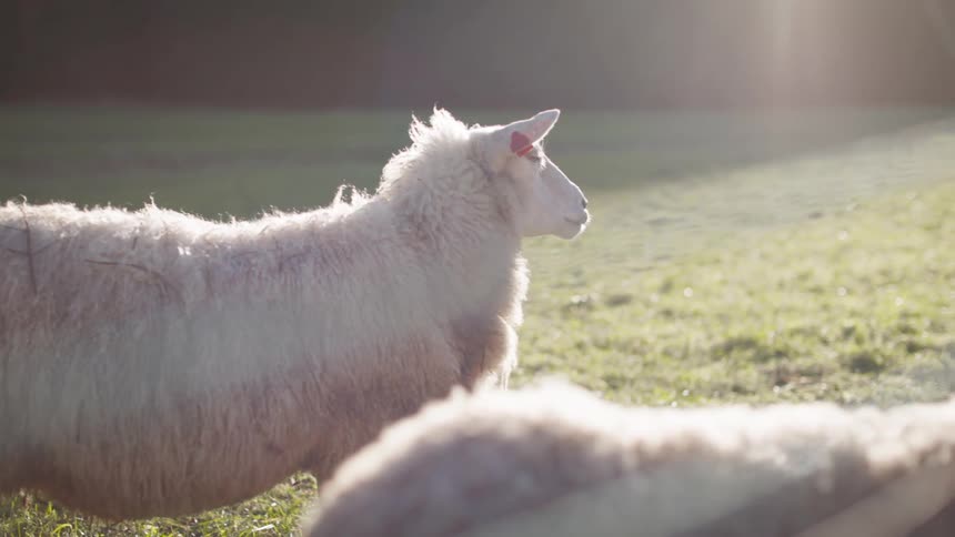 A flock of sheep on the grass field