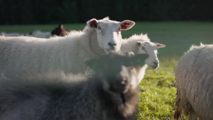 Sheep in a field of grass