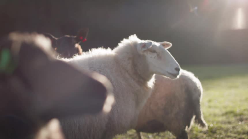 A sheep stands out in a field bathed in warm sunlight with other sheep blurred in the background