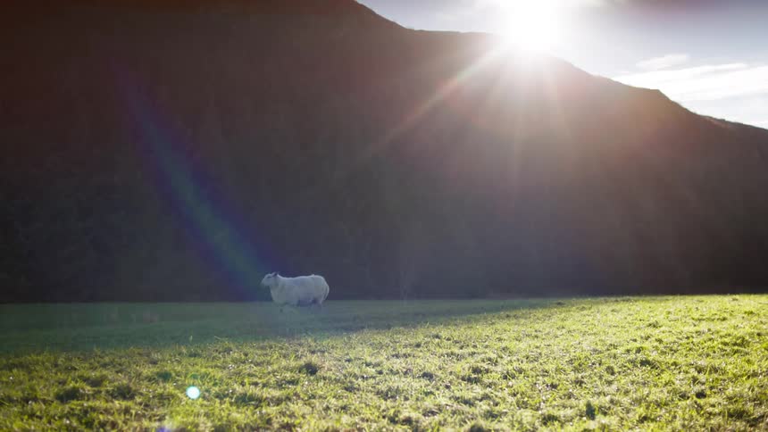 A large sheep walks across a grassland on a mostly sunny day