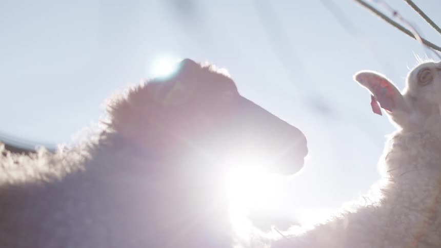 A sheep looks at another sheep and then turns away and moves off