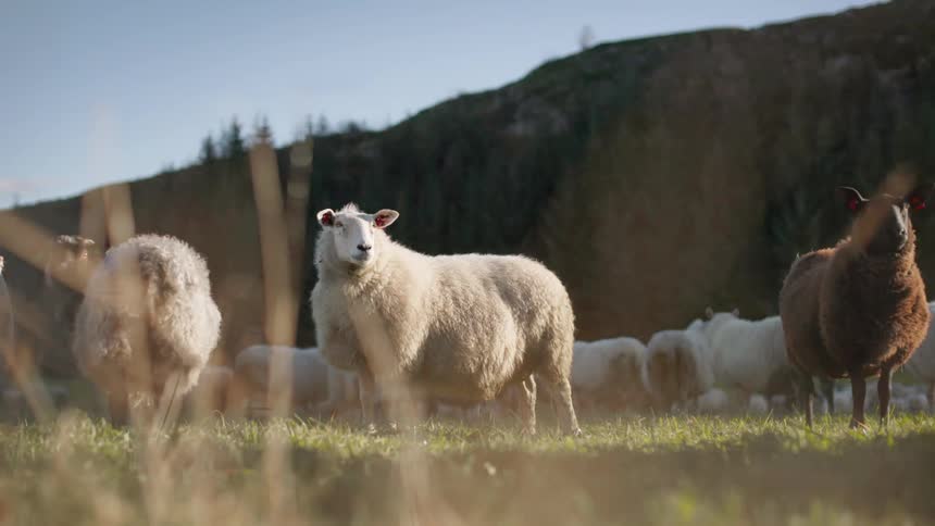 A flock of sheep graze peacefully in a sunlit meadow with a majestic mountain range as their backdrop