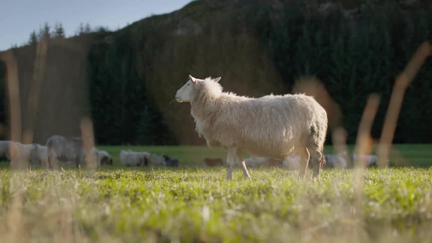 Sheep standing away from the herd in a pasture looking around