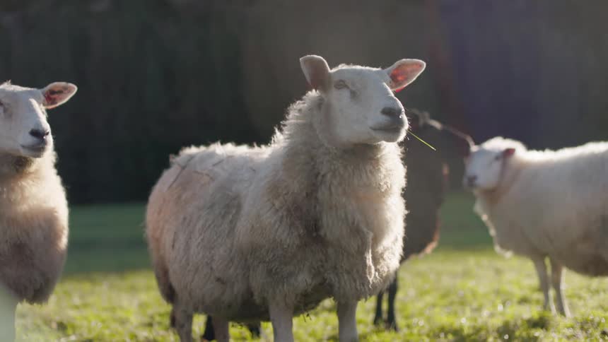 A curious sheep stands out amongst its flock in a green field