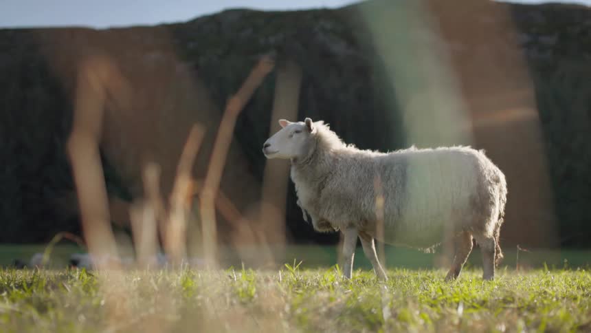 Sheep graze on the pasture