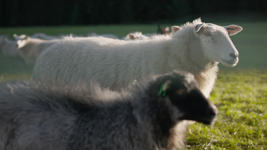 A flock of sheep graze peacefully in a sunlit meadow their fluffy coats gleaming in the warm light