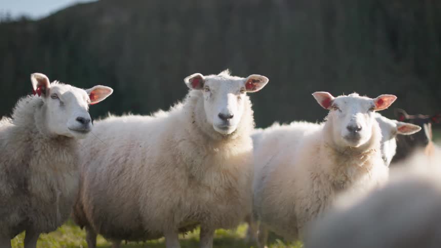 A flock of sheep stand and walk over a grassland