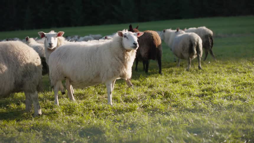 Sheep wander around on a grassy meadow near a deep forest