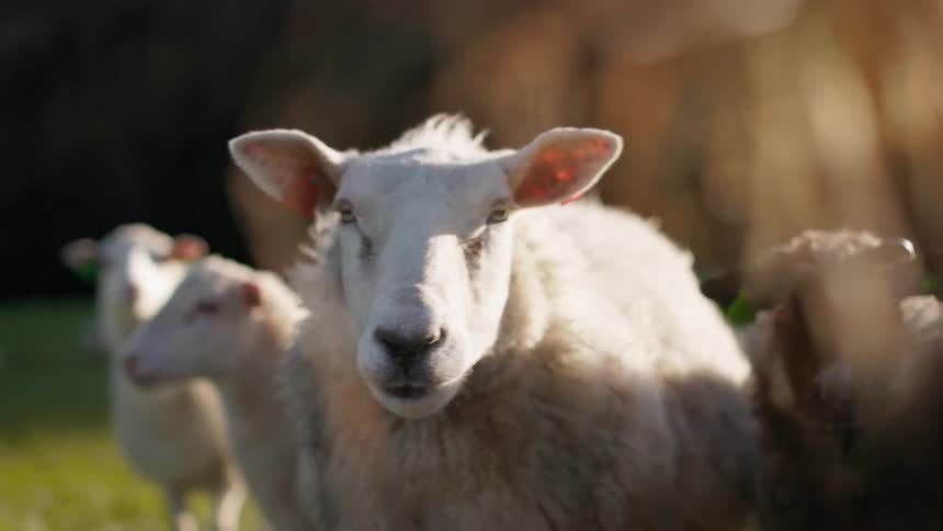 A curious sheep stares directly into the camera its fluffy white coat gleaming in the warm sunlight