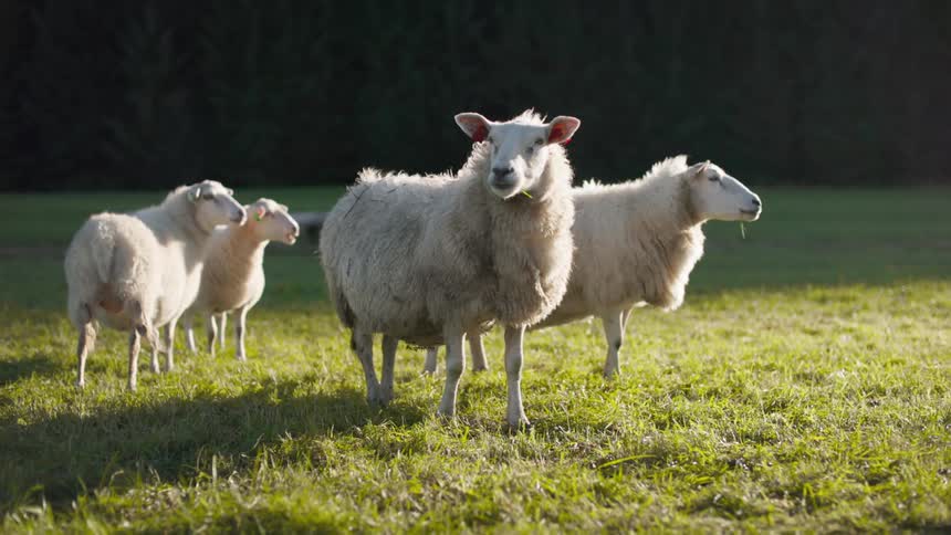 Four sheep stand in a grassy field one looking around