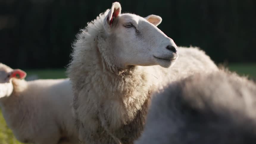 Sheep of different sizes in the pasture