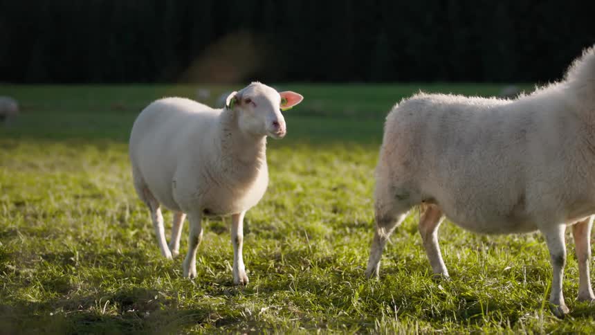 Sheep are grazing in a grassland on a sunny day