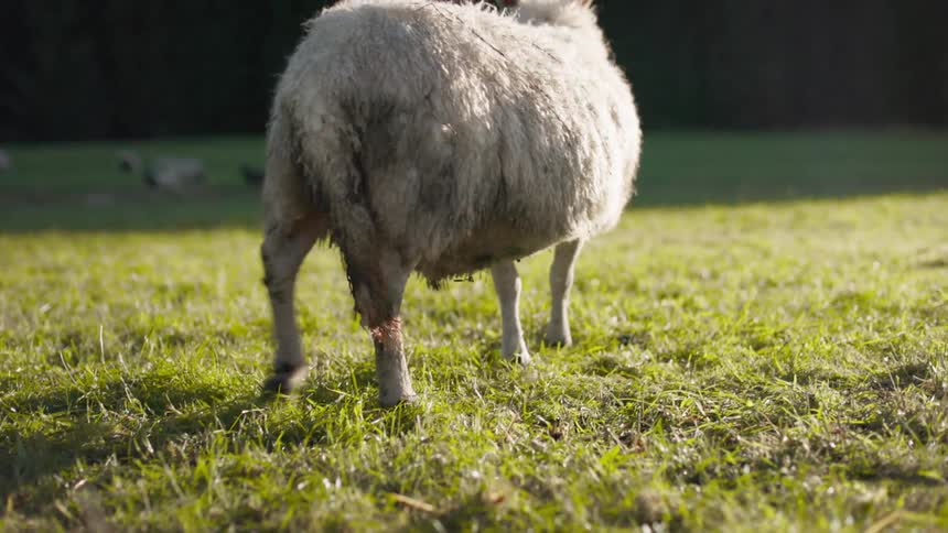 Feet of a sheep walking on the grass