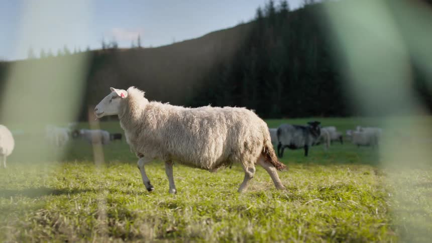 A sheep walks across a field where other sheep are grazing