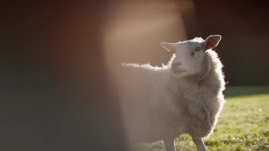 Sheep in a pasture with a mountain and the sun in the background