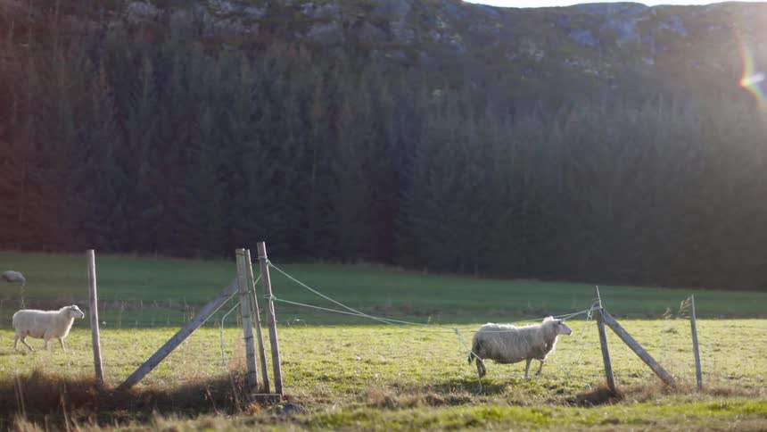 Sheep walking in a pasture with conifers and mountains in the background