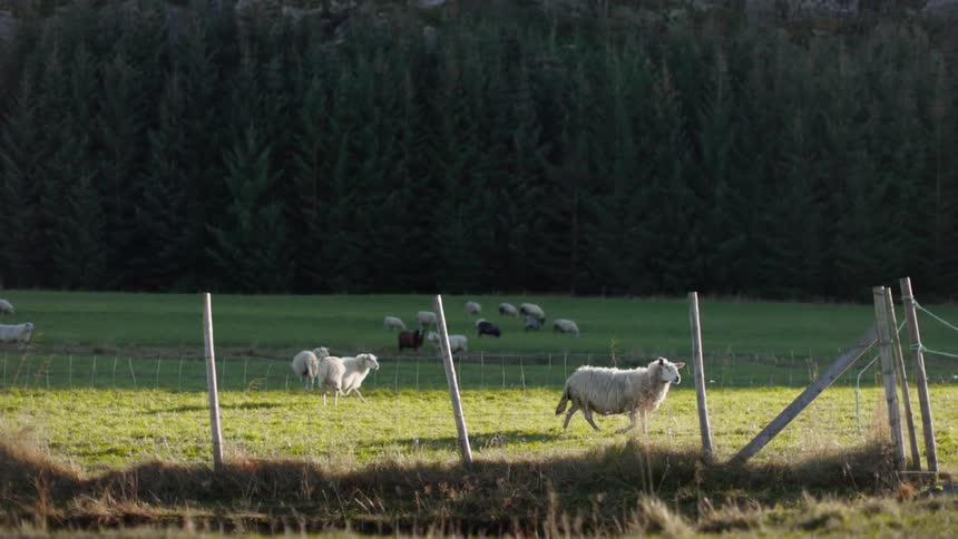 A flock of sheep graze peacefully in a green field surrounded by a dark forest