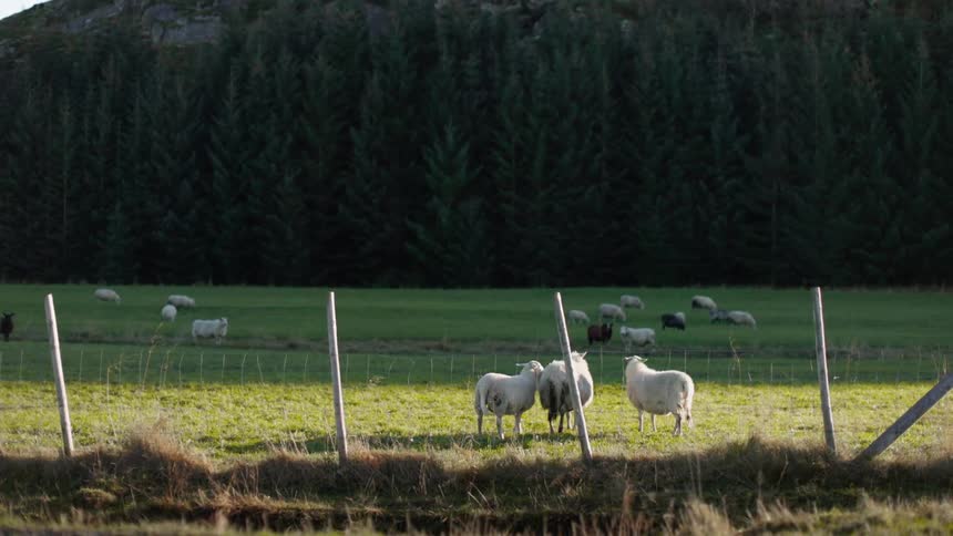 Landscape of a rural field with sheep
