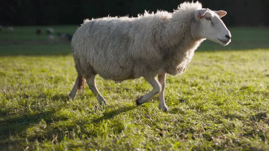 Woolly sheep walks across a pasture a distance from the rest of the flock