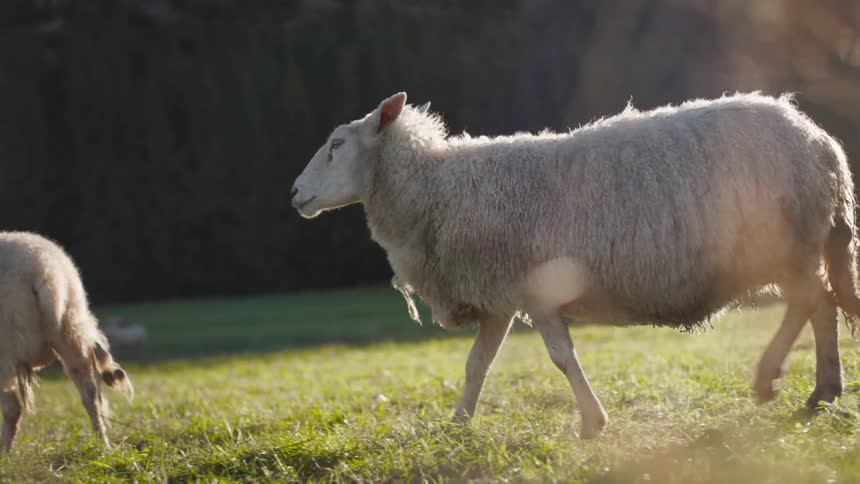The sheep stands bathed in the warm glow of the sun its thick fleece catching the light