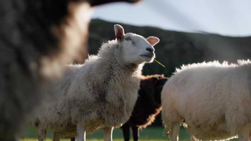 Sheep in a rural area