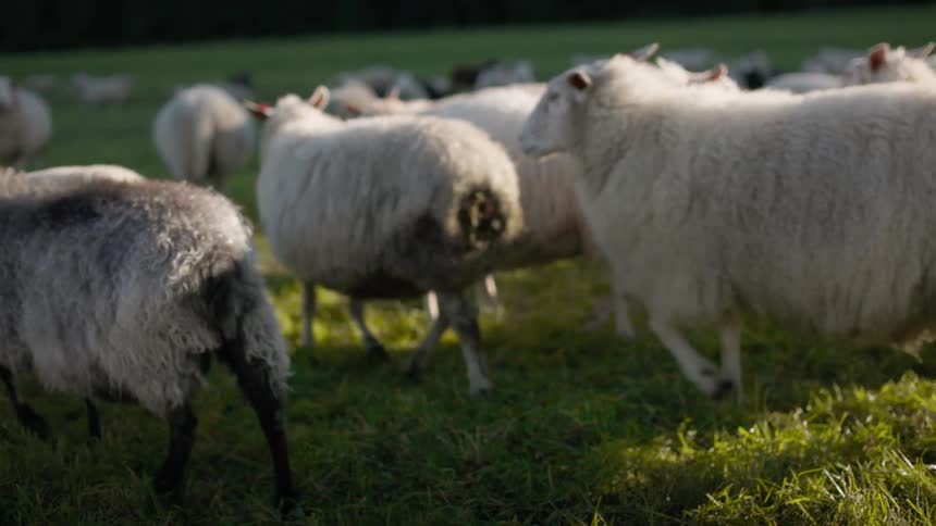 Flock of sheep meanders across a pasture near the forest during the day