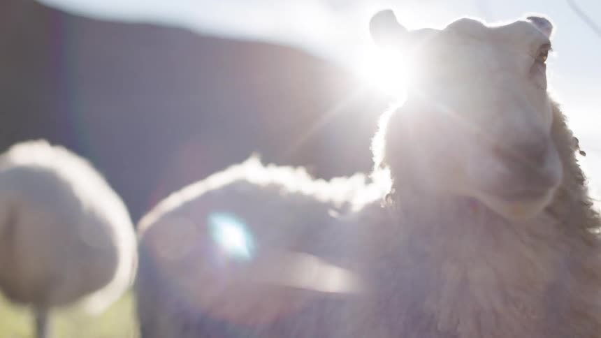 A sheep looks at the camera then turns its head to look at a hand offering food through a wire fence