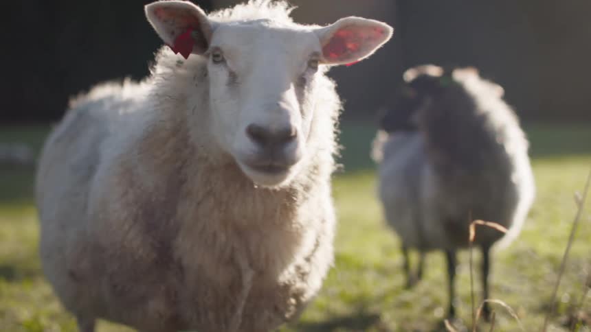 Sheep move through a pasture then stand looking around on a sunny day