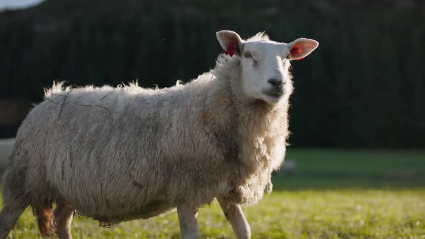 Sheep walks through the pasture while others stand and lie on the ground in the background