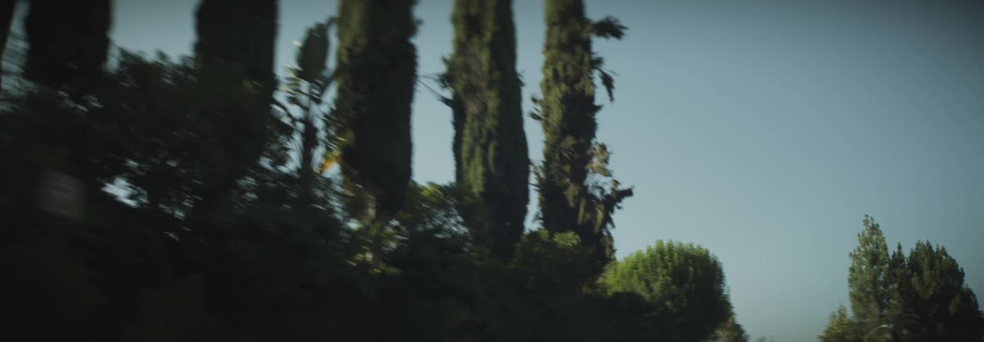 Anamorphic view up trees in a city during daytime