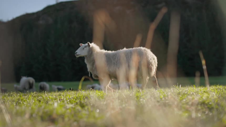 A herd of sheep walk in the grass