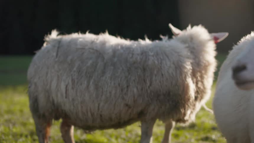 A white sheep is turning its back and to its right is another sheep that is looking forward and both are on a green lawn