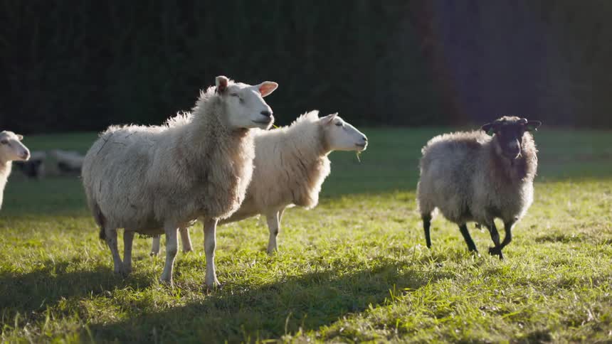 A group of sheep are standing and walking in a grassland on a sunny day